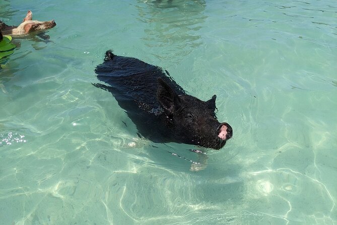 Private Swim With Pigs and Snorkeling in Paradise Tour - Why this private Bahamas boat trip appeals to me