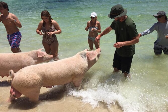 Private Swim With Pigs and Snorkeling in Paradise Tour - Searching for green sea turtles