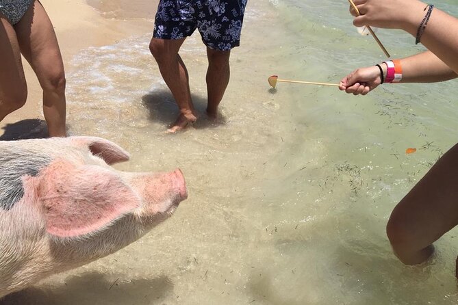 Private Swim With Pigs and Snorkeling in Paradise Tour - A secluded beach and time to slow down