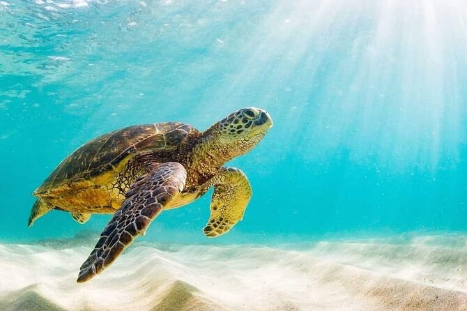 Rose Island 3 Island Luxury Private Tour(8hrs) - Who Should Book This Three-Island Charter?