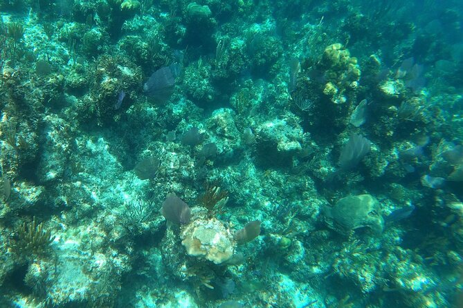 Rose Island Adventure: Turtle, Swim and Snorkel - The 75-minute turtle and snorkel stop