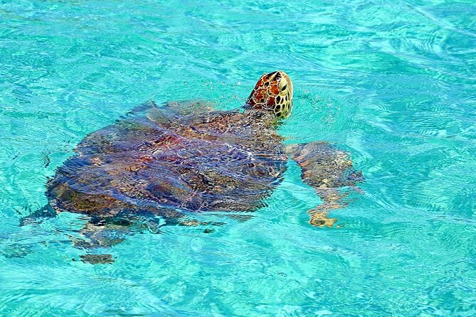 Rose Island Half-Day Snorkeling Cruise - Quick take: what makes this boat trip special