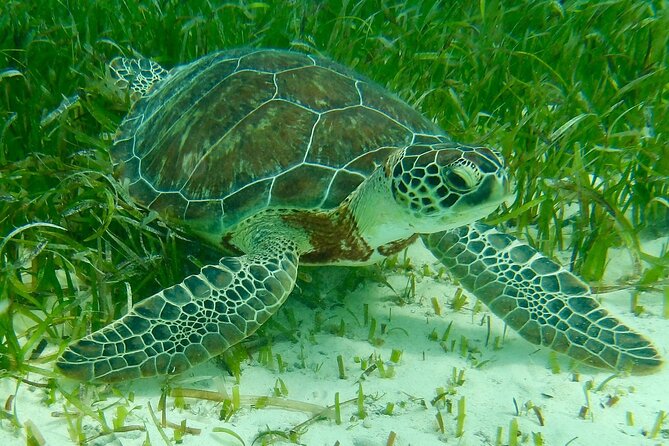 Rose Island Half-Day Snorkeling Cruise - Why Rose Island makes a good short escape