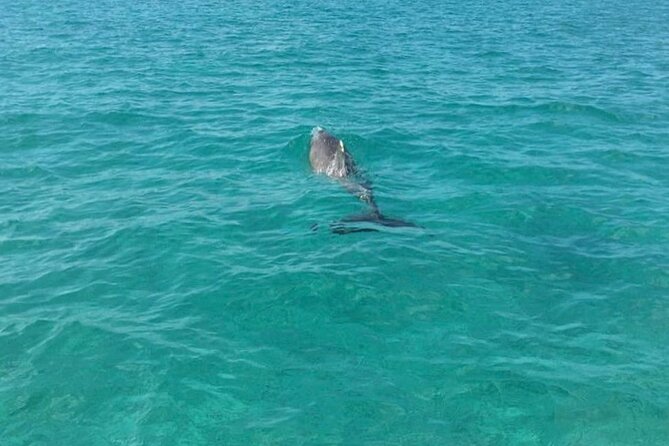 Rose Island Half-Day Snorkeling Cruise - Pigs, extra stops, and the possible six-hour upgrade