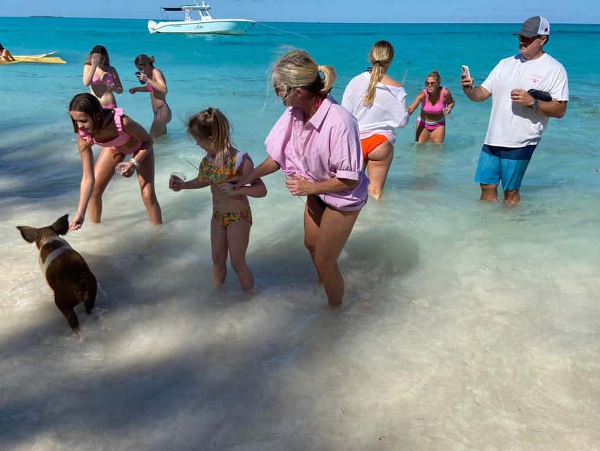 Rose Island: Pig Beach, Snorkeling, Sea Turtles, Beach - Pig Beach, with an important extra charge