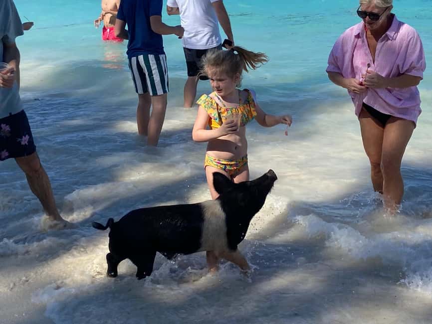 Rose Island: Pig Beach, Snorkeling, Sea Turtles, Beach - Comfort, safety, and who should skip it