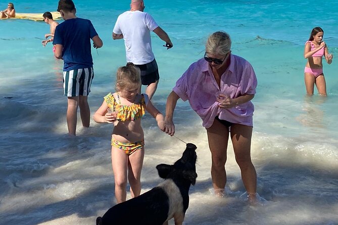 Rose Island Swimming Pigs - Meeting the Swimming Pigs on Rose Island