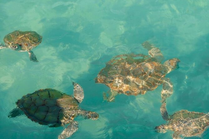 Rose Island Swimming Pigs - Why the Small Group Makes a Difference