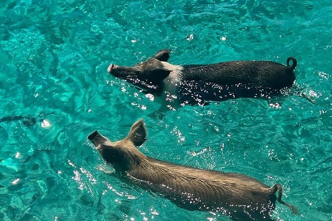 Rose Island Swimming Pigs - Passing Gilligan’s Island by Boat