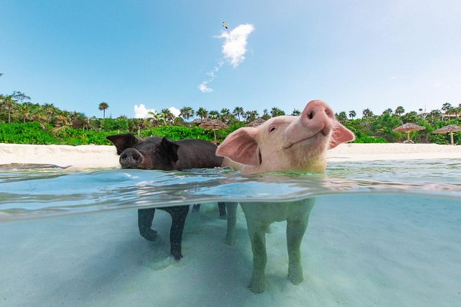 Sandy Toes The Original Rose Island and Swimming Pigs Tour - Key things to know before you book