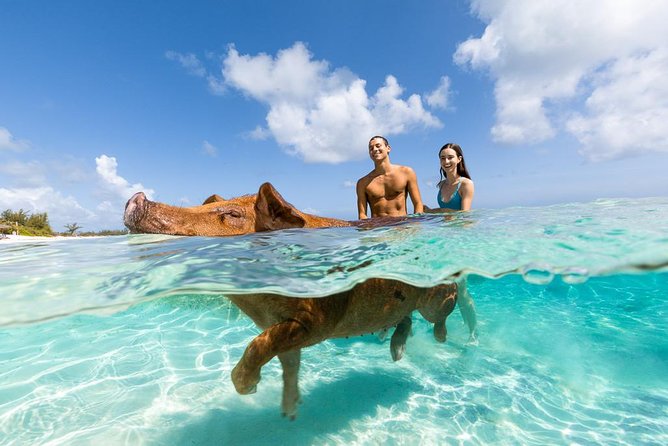 A pig swimming out to meet a boat off a Bahamian cay