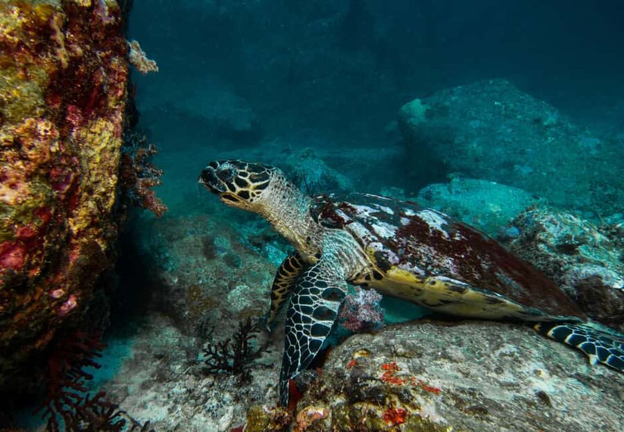 Sea-nic, Sip N’ Snorkel on a Semi-Submersive Seacraft - Key points at a glance