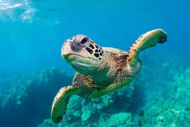 Snorkel/Swim with the Turtles Experience - What makes this Freeport tour worth considering