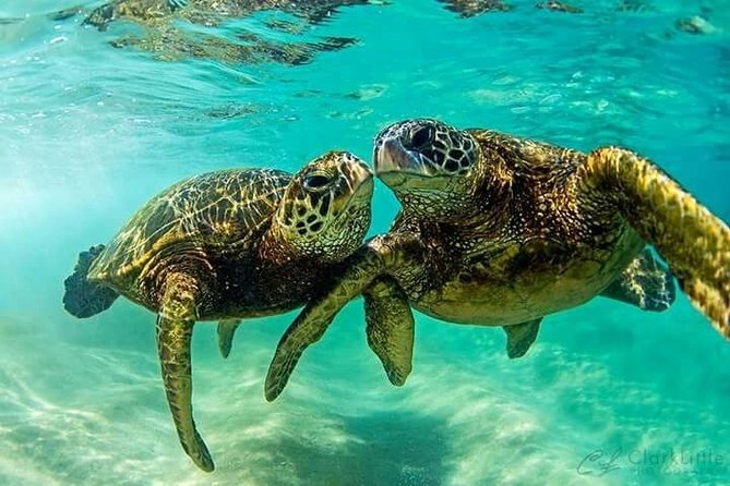 Snorkel/Swim with the Turtles Experience - Swimming with green and Hawksbill turtles