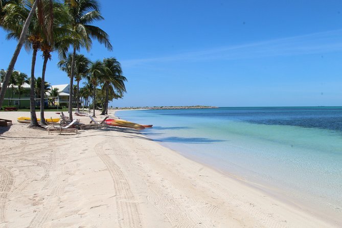 Snorkel/Swim with the Turtles Experience - Conch fritters, market browsing, and Port Lucaya