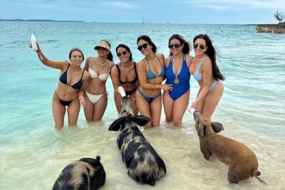 Swim with Famous Pigs at Rose Island