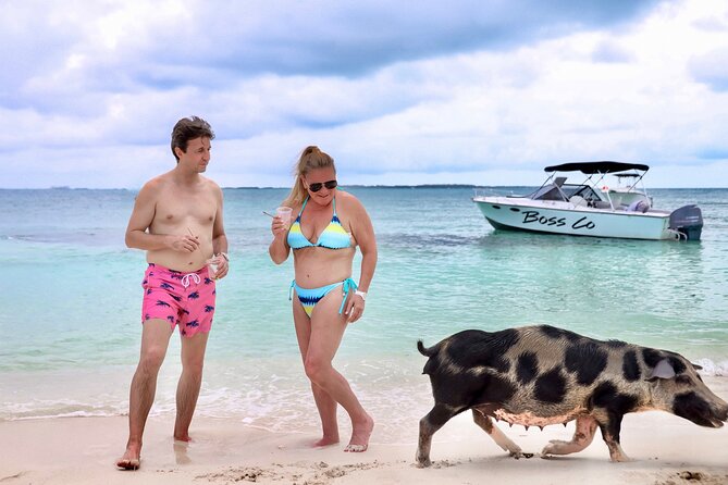 Swim with Famous Pigs at Rose Island - Who Will Get the Most From This Experience?