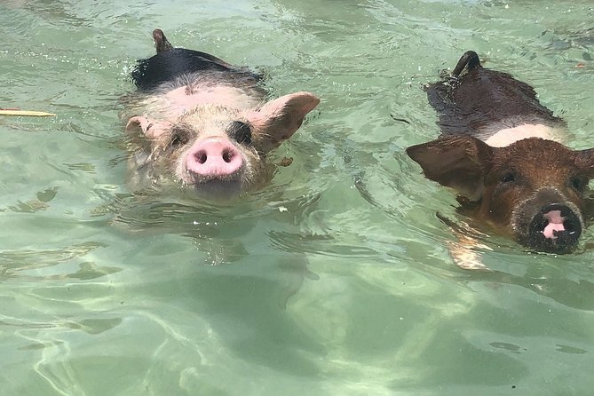 Swim with Pigs on a Tropical Island - Key points to know before you book