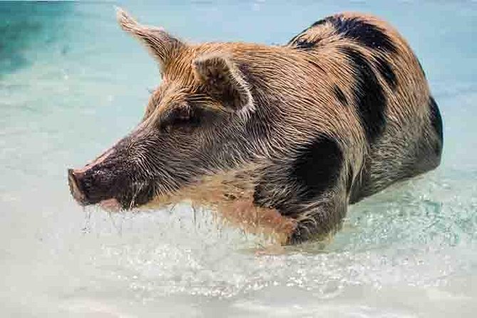 Swim with Pigs on a Tropical Island - What the $95.99 price really buys
