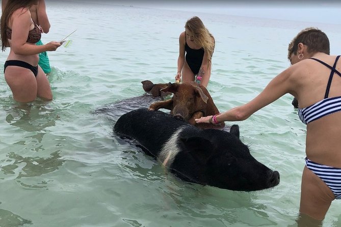 Swim with Pigs on a Tropical Island - Crystal Beach and the pig session