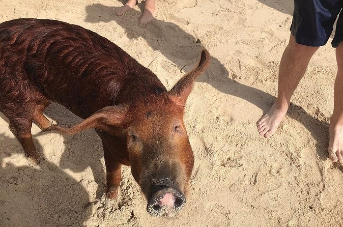 Swim with Pigs on a Tropical Island - Meeting Peppa, Maya, and the piglets