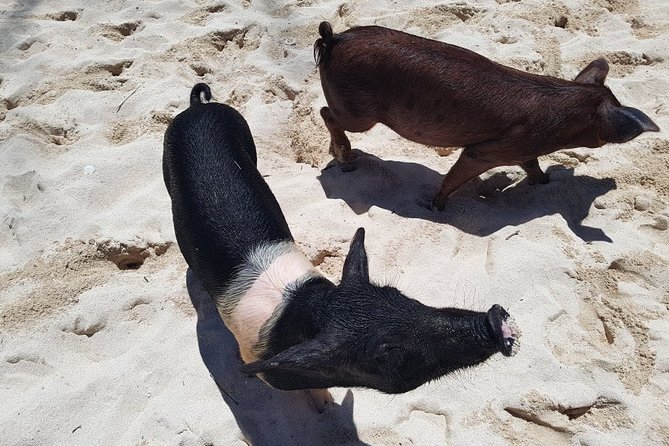 Swim with Pigs on a Tropical Island - Food, drinks, and beach time at Crystal Beach