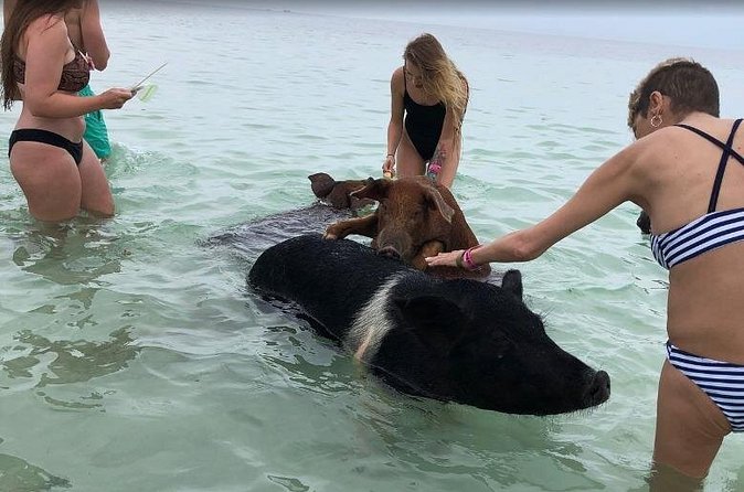 Swim with Pigs on a Tropical Island - The West End stop and the island drive