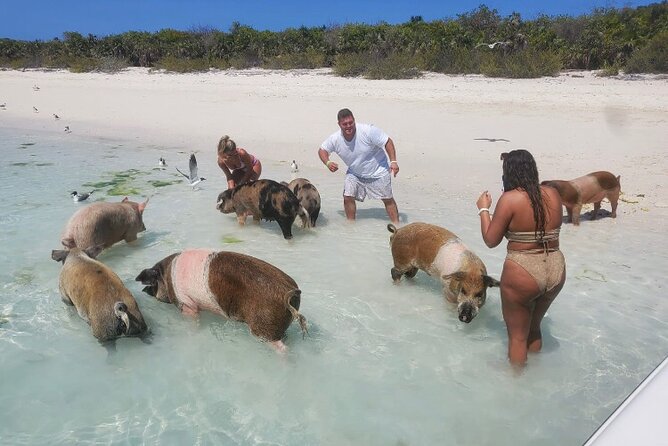 Swim with the Pigs and Explore Caves in Nassau - Is $299 a fair price?