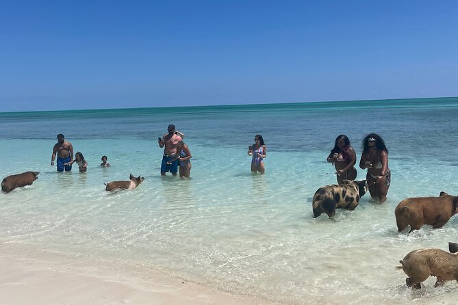 Swim with the Pigs Freeport @Creative Eco Adventures - What Happens During the 45 Minutes
