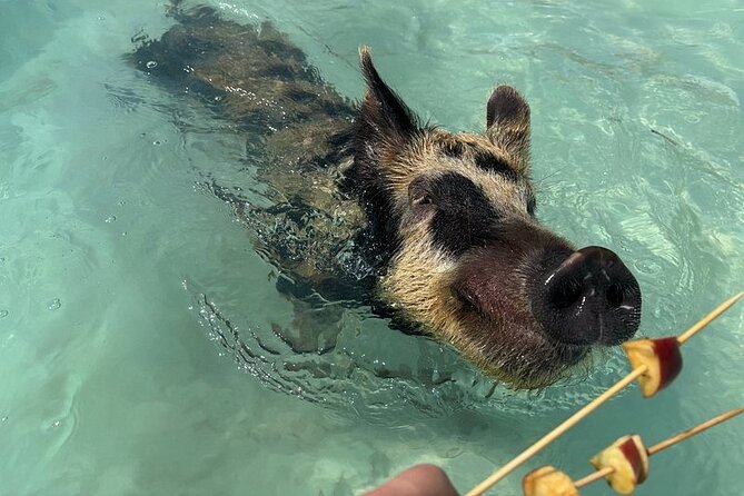 Swim with the Pigs Freeport @Creative Eco Adventures - Why the Beach Setting Changes the Experience