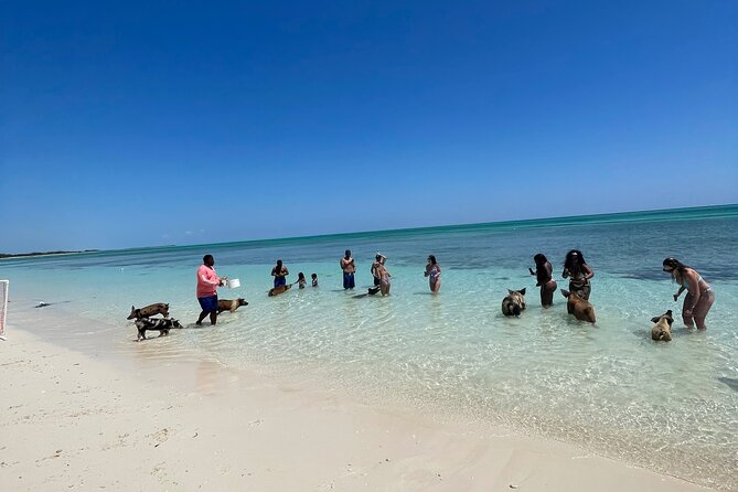 Swim with the Pigs Freeport @Creative Eco Adventures - How Much Value Do You Get for $71.50?