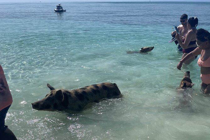 Swim with the Pigs Freeport @Creative Eco Adventures - Should You Book Swim With the Pigs Freeport?