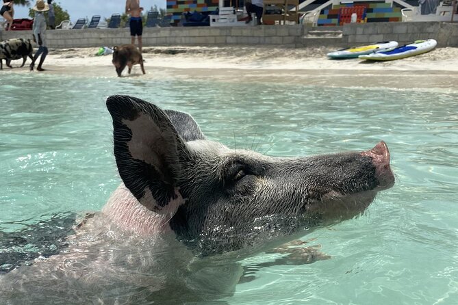 Swim with the Pigs Safari in Bahamas (2hrs) - Five things to know before you go