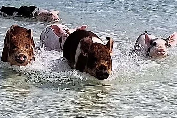 Swim with the Pigs / West End Experience - Key points to know before booking