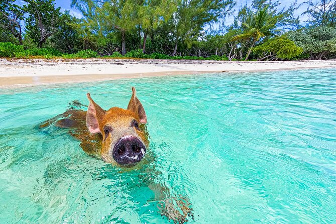 Swimming Pigs and Pearl Island Beach Escape - Lunch is useful, but plan for your own drinks