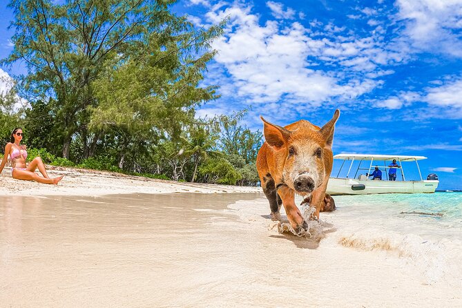 Swimming Pigs and Pearl Island Beach Escape - Timing problems can change the whole day