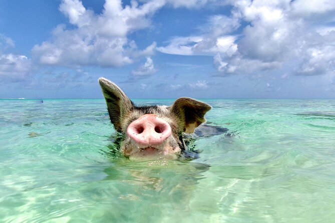 Swimming Pigs and Private Beach Club Escape - Key details to know before you book