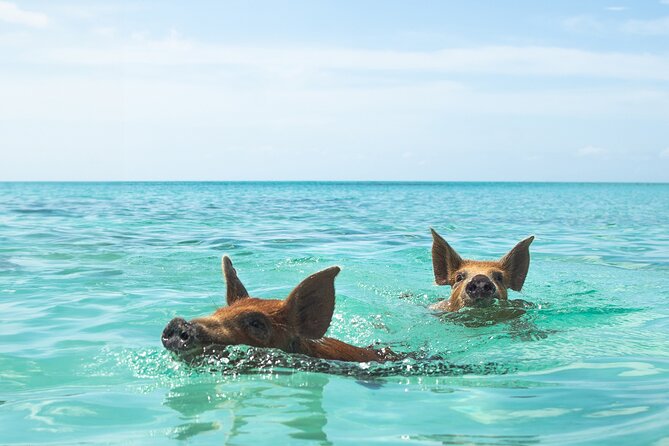 Swimming Pigs and Private Beach Club Escape - Meeting the swimming pigs