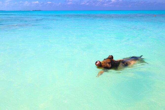 Swimming Pigs and Private Beach Club Escape - Beach time, snorkeling, and paddleboards