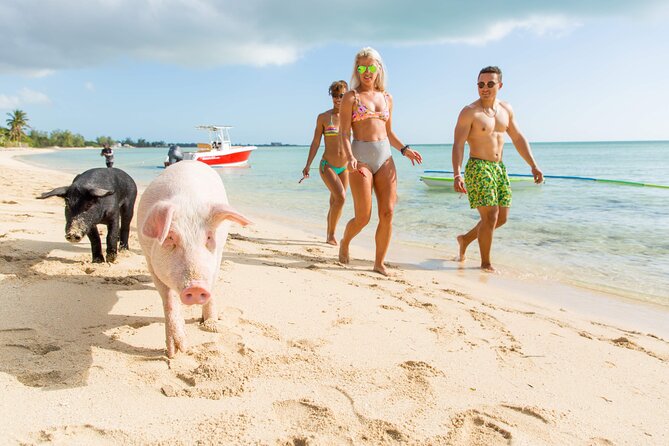 Swimming Pigs & ATV Tour - Why this private Nassau tour works
