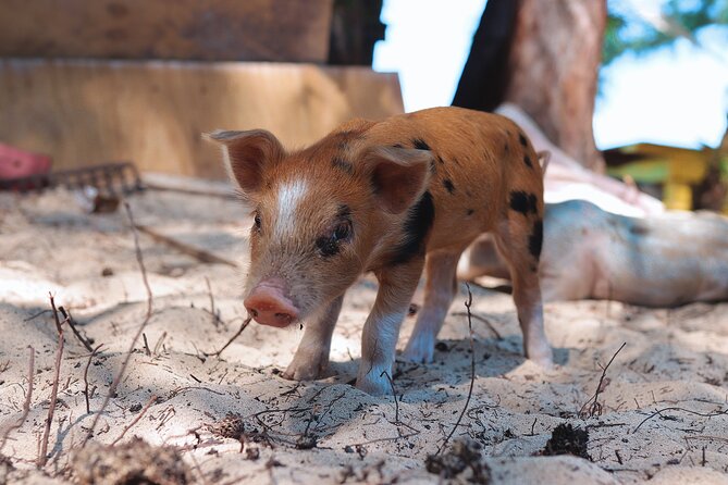 Swimming Pigs & ATV Tour - Timing, pickup, and age rules to know