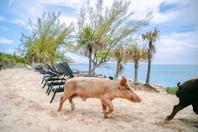 Swimming Pigs Of Rose Island & Beach Day - Group Tour - Meeting the Rose Island Pigs