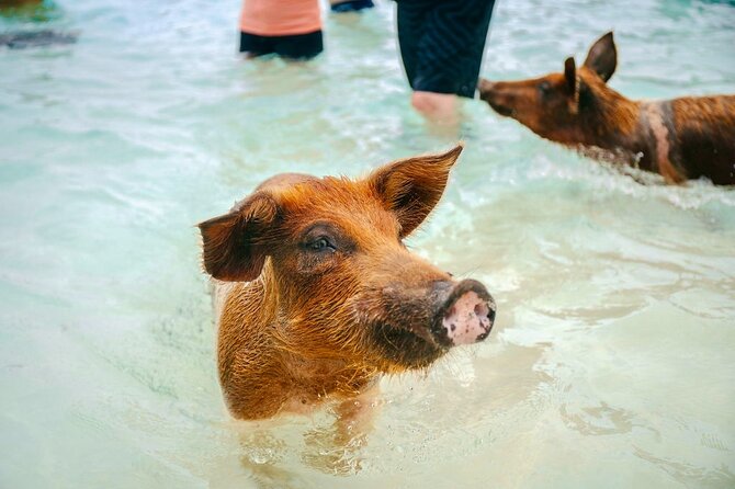 Swimming Pigs Of Rose Island & Beach Day - Group Tour - How the Timing Can Shape Your Day
