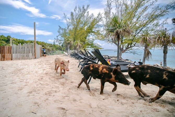 Swimming Pigs Of Rose Island & Beach Day - Group Tour - Is $99 a Good Deal?