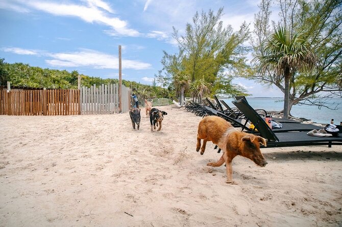 Swimming Pigs Of Rose Island & Beach Day - Group Tour - Weather, Shoes, and Other Practical Advice