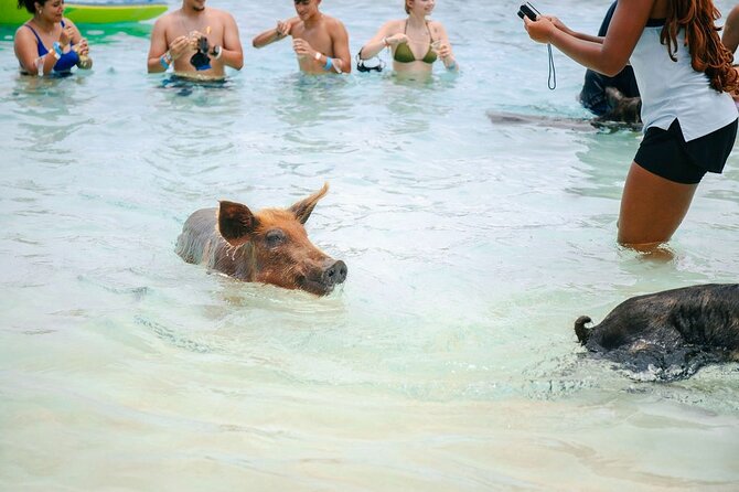 Swimming Pigs Of Rose Island & Beach Day - Group Tour - Sand Dollar Beach Is the Real Half-Day Treat