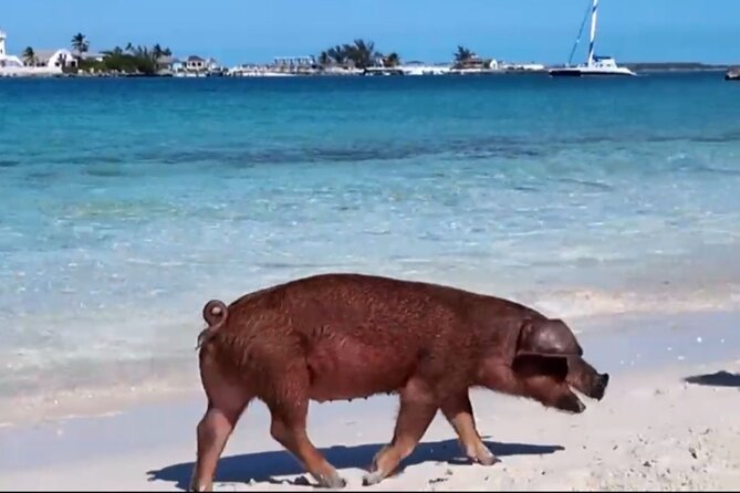 Swimming Pigs, Snorkeling and Beach Tour in Nassau Bahamas - Why this compact Nassau tour works