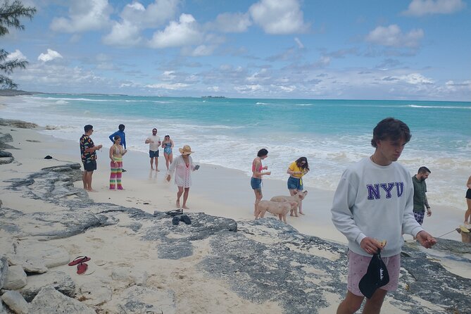 Swimming Pigs & Tour with Transportation to Rose Island - Is $179 a fair price?