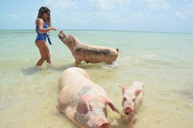 Swimming Pigs & Tour with Transportation to Rose Island - How to prepare for the morning