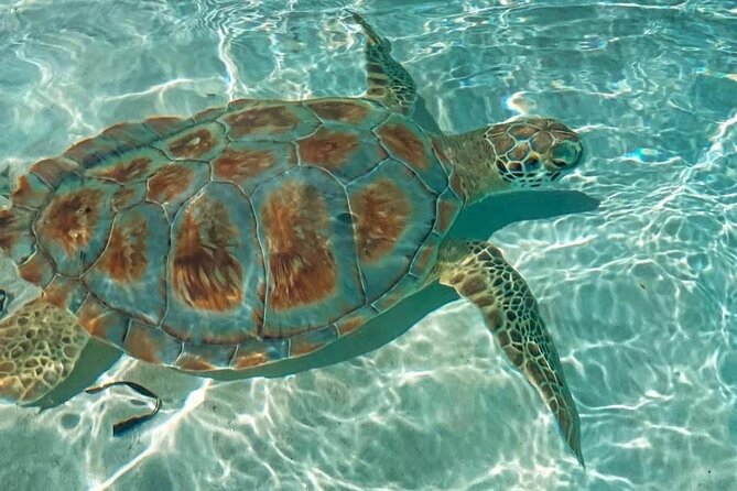 Swimming Pigs, Turtles & Reef Snorkel in Nassau-Champion Tours - Green Cay and the turtle stop